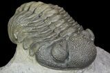 Detailed Morocops Trilobite - Beautiful Eyes #90020-3